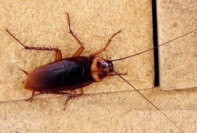 Cockroaches services in Parramatta and Sydney