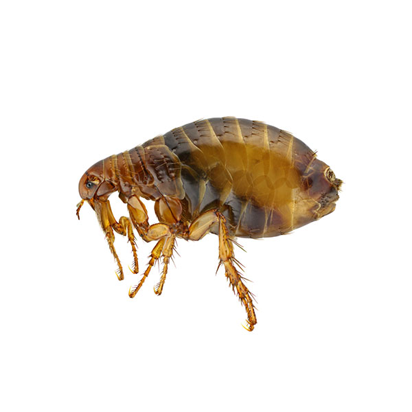 Flea Treatment services in Parramatta and Sydney