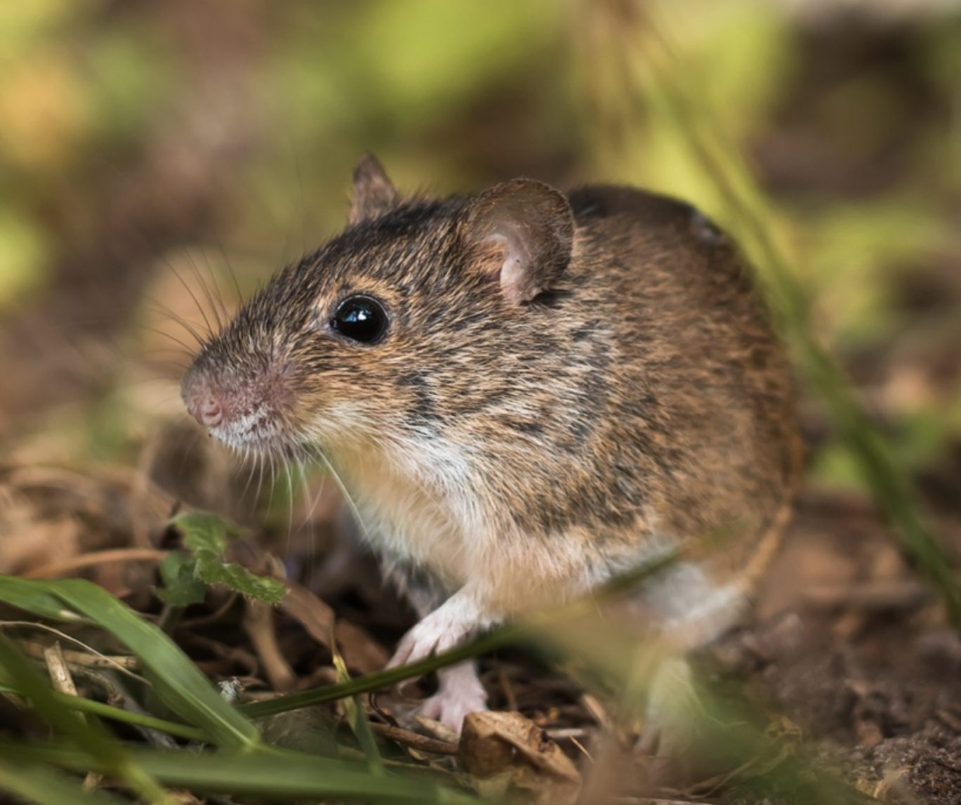Rodent Control services in Parramatta and Sydney