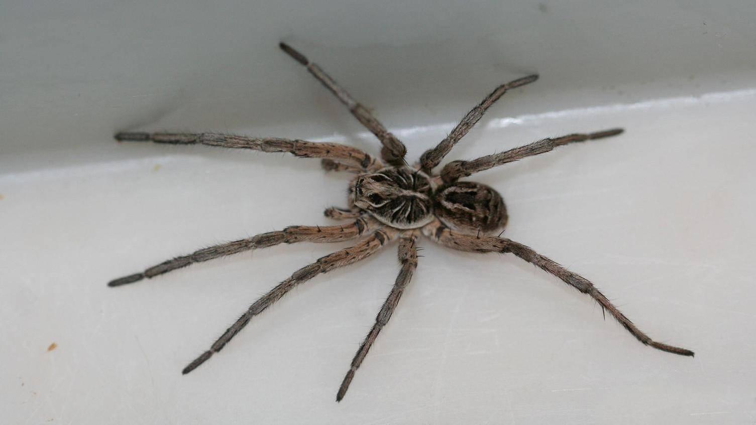 Spider Control services in Parramatta and Sydney